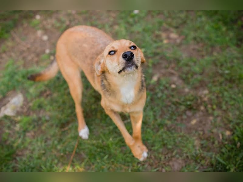 OLIVIA - das sanfte Mädchen mit den Rehäuglein sucht ein liebevolles Zuhause!