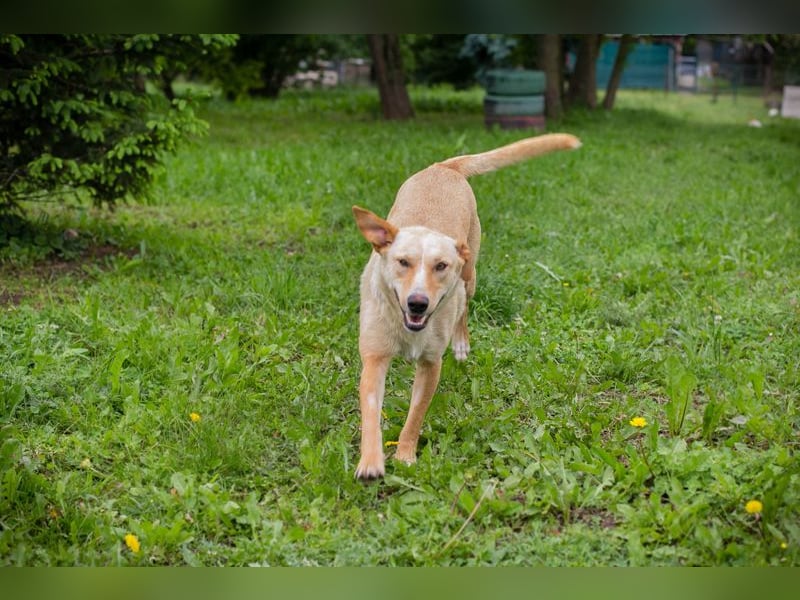 Zoe - sie liebt lange Spaziergänge und die Nähe zu den Menschen