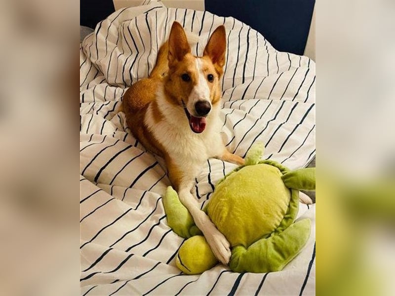 Nala C32 sucht ein ruhiges, ländliches Zuhause