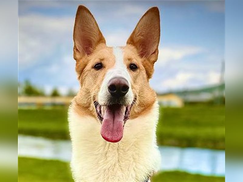 Nala C32 sucht ein ruhiges, ländliches Zuhause