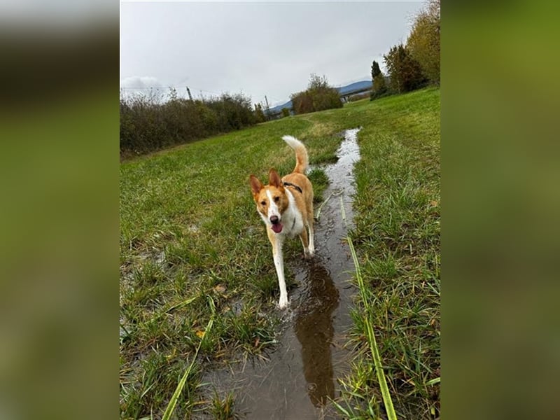 Nala C32 sucht ein ruhiges, ländliches Zuhause