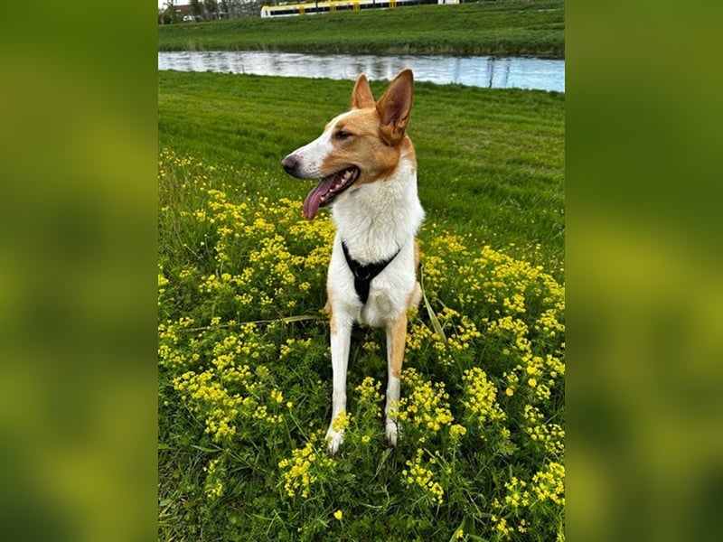 Nala C32 sucht ein ruhiges, ländliches Zuhause