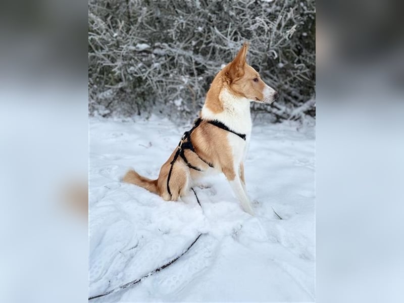 Nala C32 sucht ein ruhiges, ländliches Zuhause