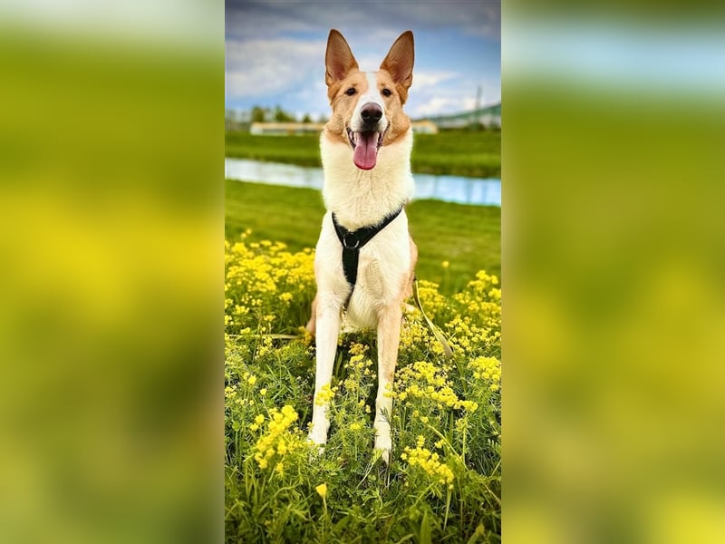 Nala C32 sucht ein ruhiges, ländliches Zuhause