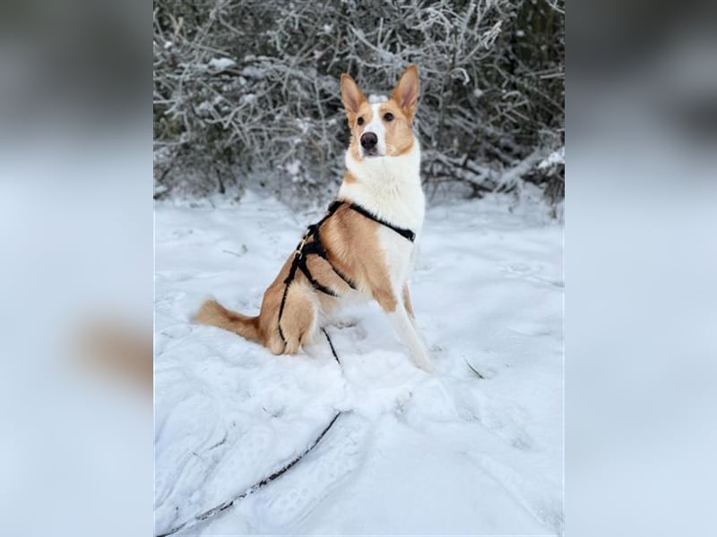 Nala C32 sucht ein ruhiges, ländliches Zuhause