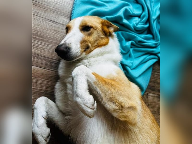 Nala C32 sucht ein ruhiges, ländliches Zuhause