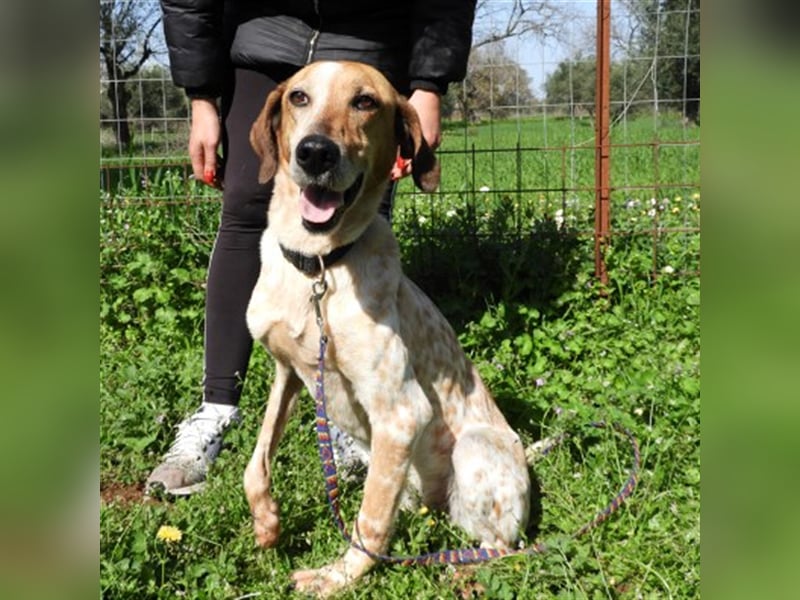 Carmen sucht ein Zuhause