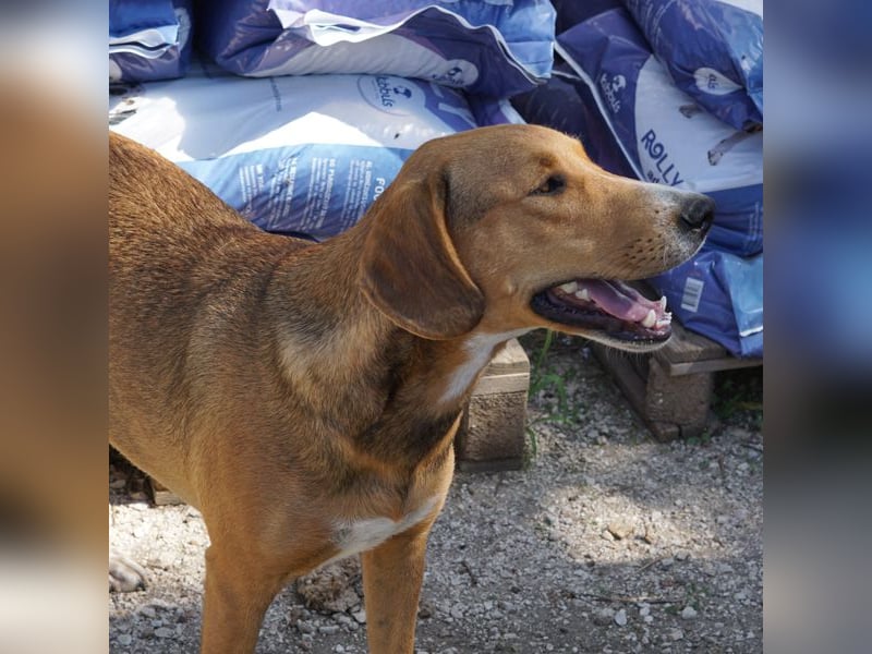 Nora sucht ein Zuhause