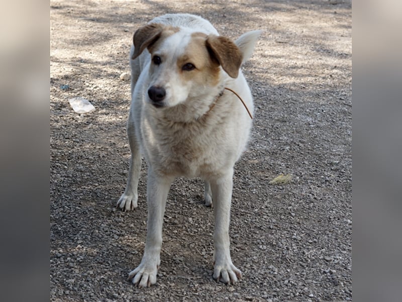 Chipsy wartet schon so lange