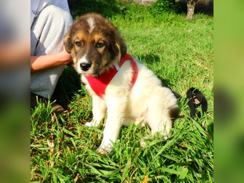 Wilma sucht ein Zuhause