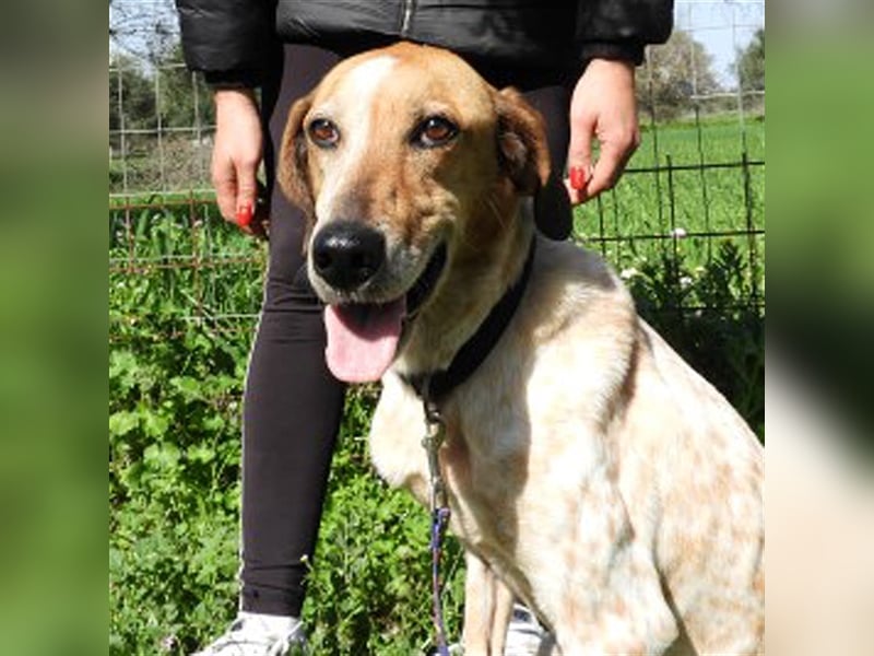 Carmen sucht ein Zuhause