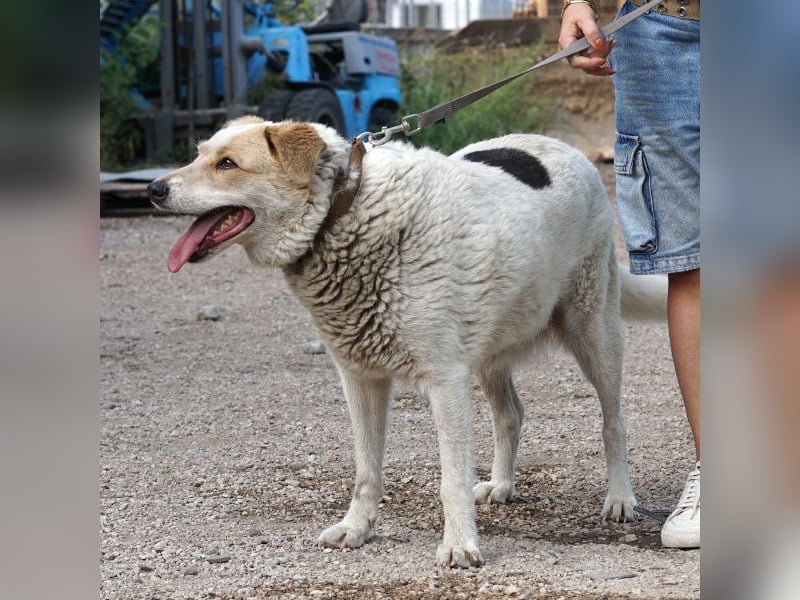 Chipsy wartet schon so lange