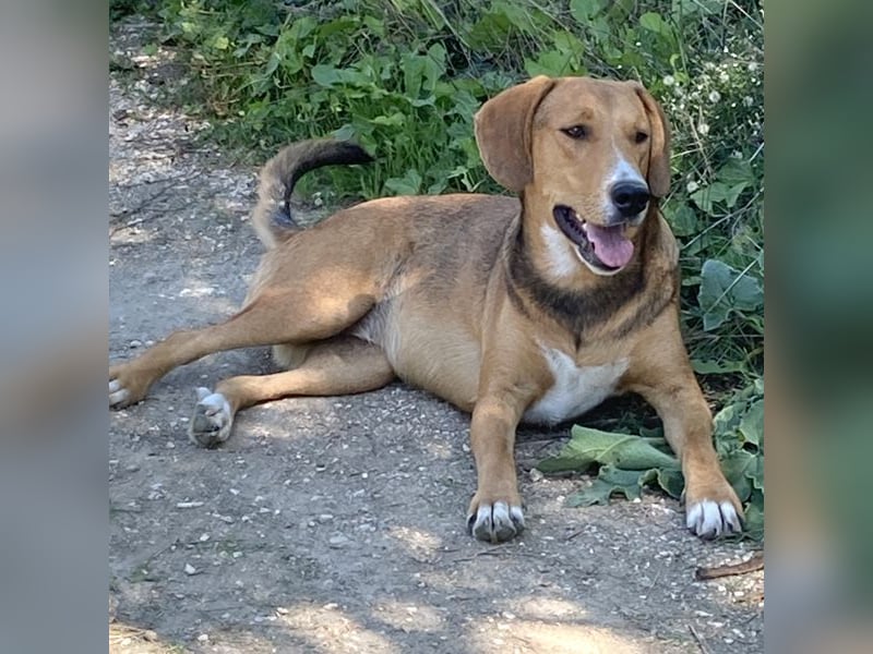 Nora sucht ein Zuhause