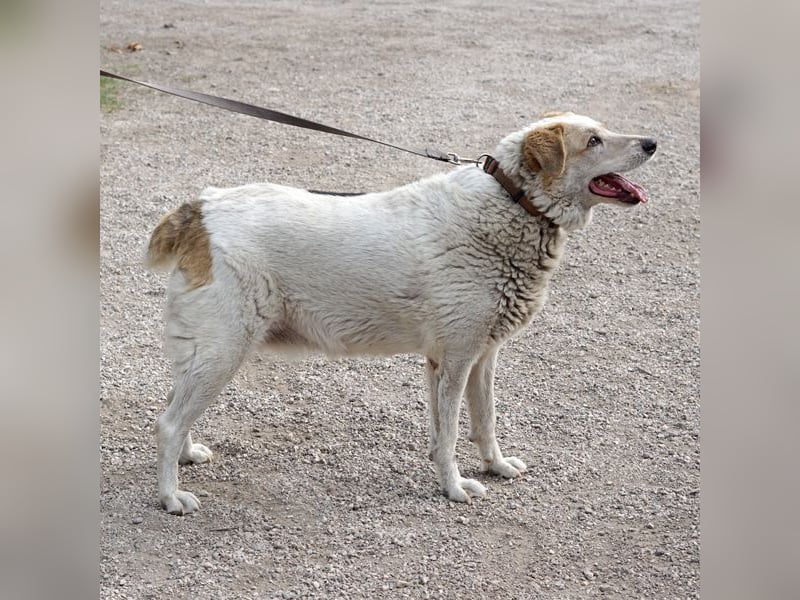 Chipsy wartet schon so lange
