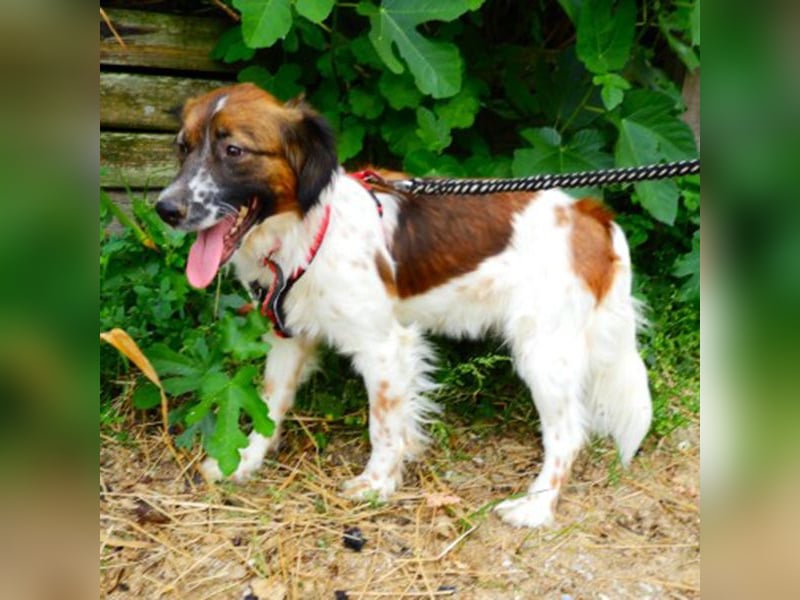 Fenia sucht ein Zuhause