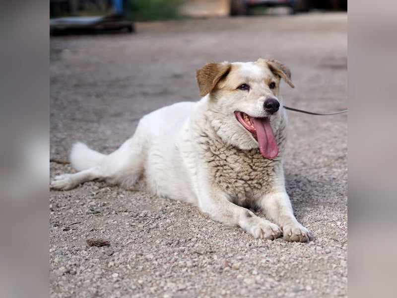 Chipsy wartet schon so lange