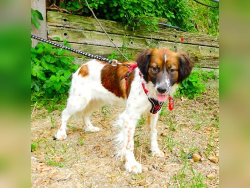 Fenia sucht ein Zuhause