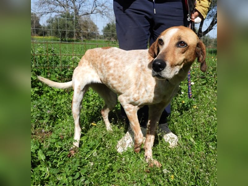 Carmen sucht ein Zuhause