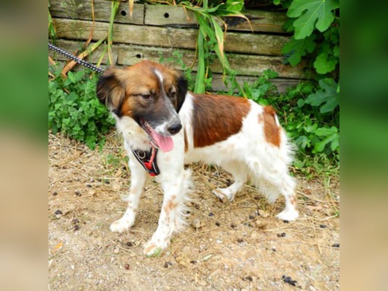 Fenia sucht ein Zuhause