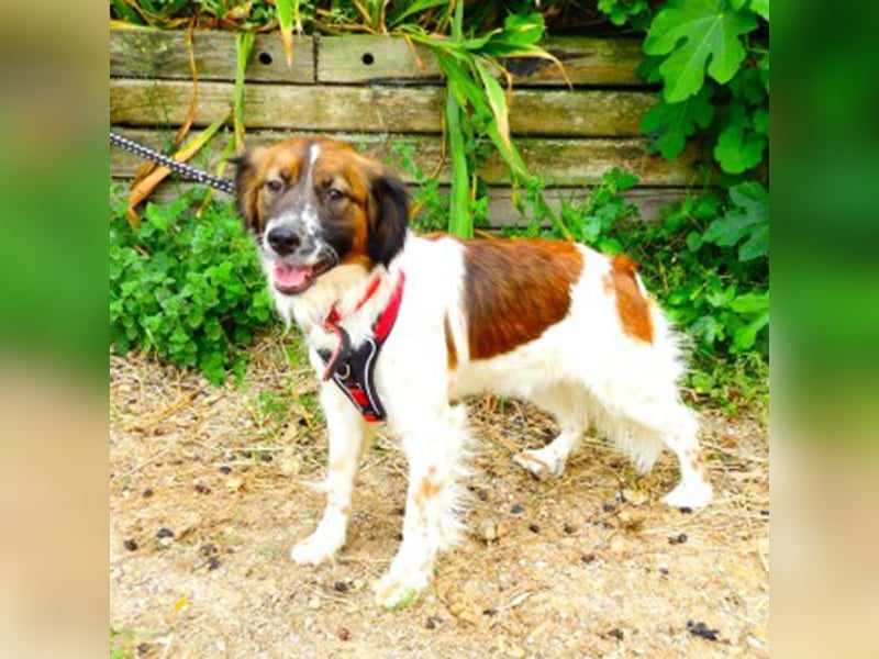 Fenia sucht ein Zuhause