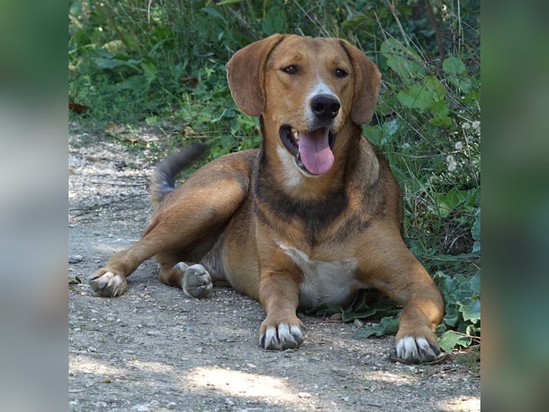 Nora sucht ein Zuhause