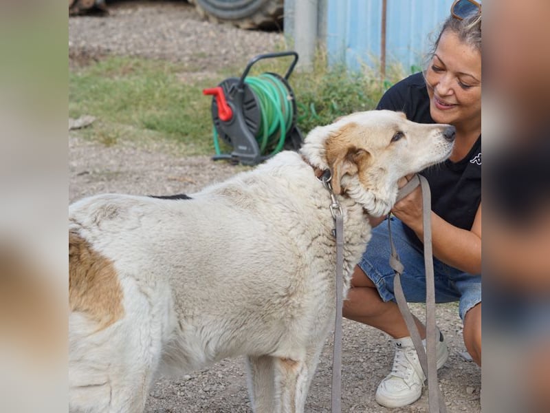 Chipsy wartet schon so lange