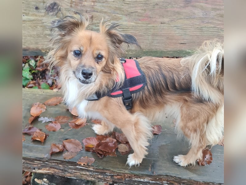 Chiqui  unsere kleine Prinzessin
