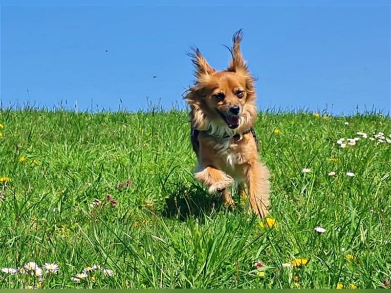 Chiqui  unsere kleine Prinzessin