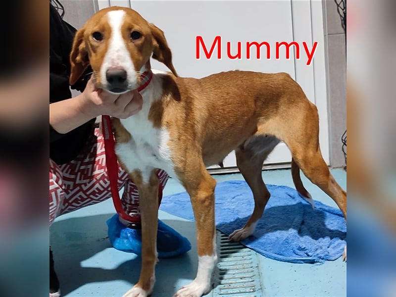 MUMMY ❤  wartet in 48431 Rheine auf Dich