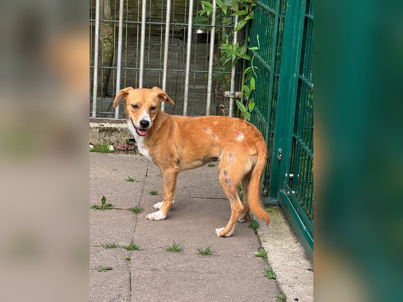 ♥MILA♥ auf Pflegestelle bei Köln-bildhübsche, verspielte, anfangs noch vorsichtige sanfte Seele 32cm