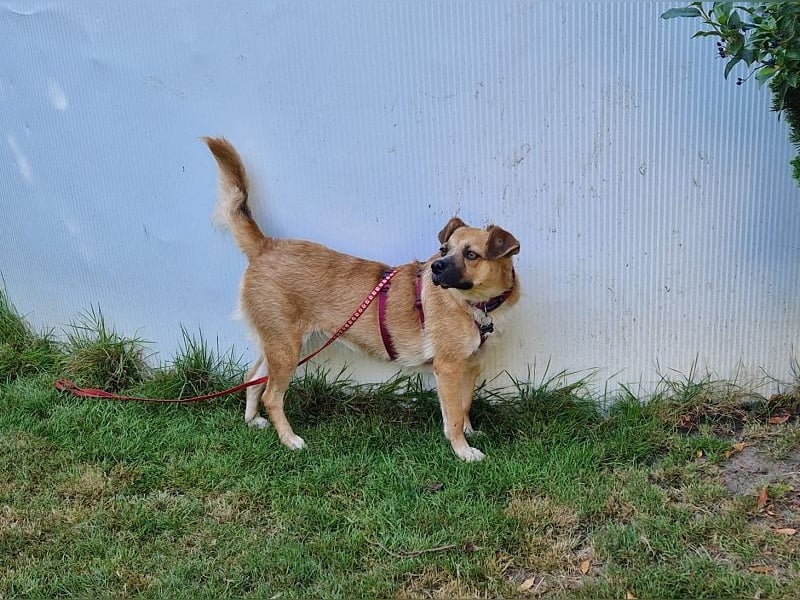 ♥TAMARA♥ auf Pflegestelle bei Köln - verschmuste, offene, absolut unkomplizierte, kleine Hündin 40cm