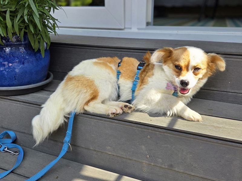 ♥AMALIA♥ neu auf Pflegestelle in Köln - zuckersüße, sehr menschenbezogene kleine Hündin 33 cm