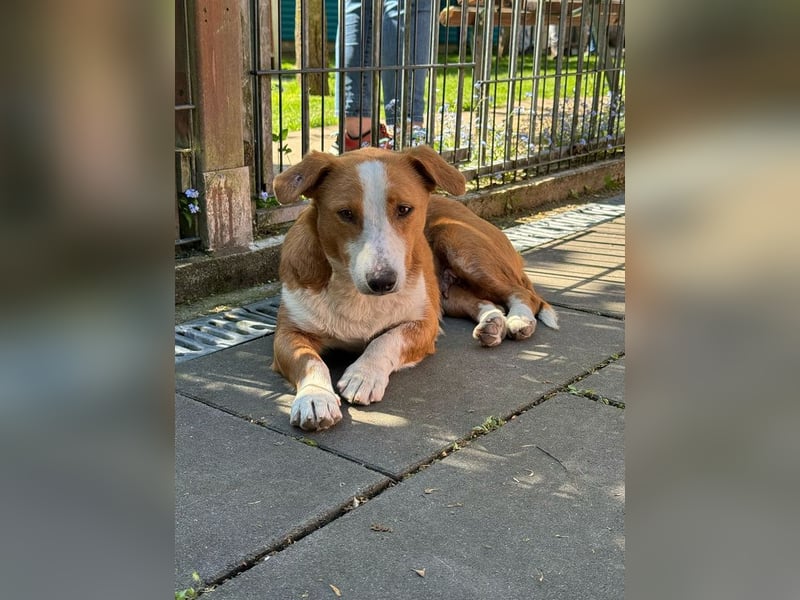 ♥DOLLY♥ neu auf Pflegest bei Duisburg - süße, ganz liebe, anfangs noch vorsichtige Hündin 36 cm