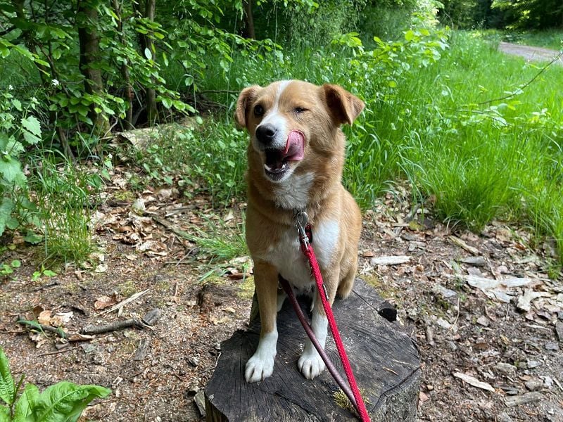 ♥SOPHIE♥ auf Pflegestelle bei Duisburg - zuckersüße, verschmuste, unkomplizierte Hündin 37 cm