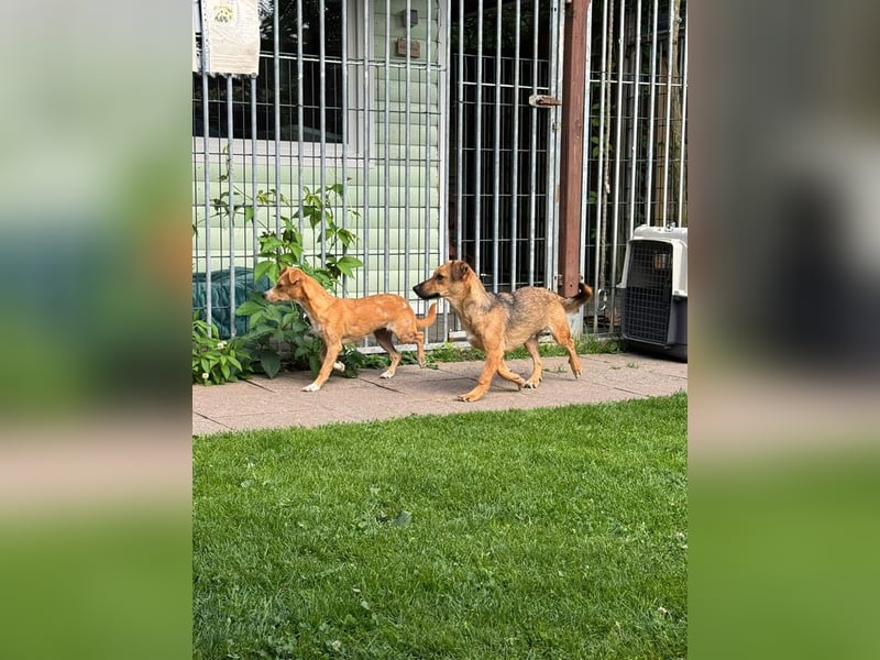♥MILA♥ auf Pflegestelle bei Köln-bildhübsche, verspielte, anfangs noch vorsichtige sanfte Seele 32cm