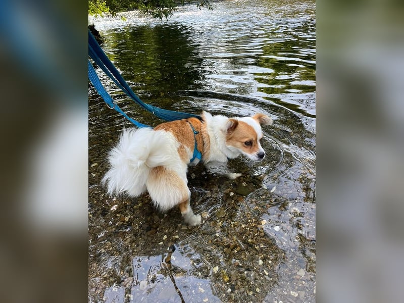 ♥AMALIA♥ neu auf Pflegestelle in Köln - zuckersüße, sehr menschenbezogene kleine Hündin 33 cm
