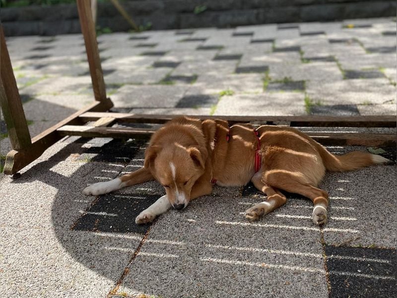♥SOPHIE♥ auf Pflegestelle bei Duisburg - zuckersüße, verschmuste, unkomplizierte Hündin 37 cm