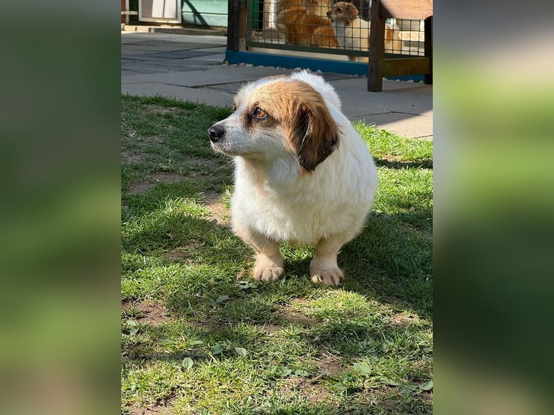 ♥SCHNECKCHEN♥ auf Pflegestelle bei Köln - süße, kleine sanfte Seele 28 cm