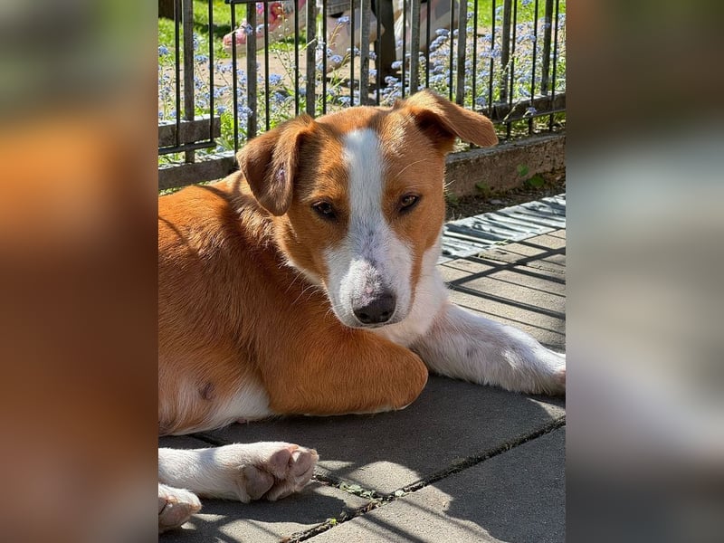 ♥DOLLY♥ neu auf Pflegest bei Duisburg - süße, ganz liebe, anfangs noch vorsichtige Hündin 36 cm