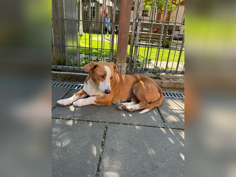♥DOLLY♥ neu auf Pflegest bei Duisburg - süße, ganz liebe, anfangs noch vorsichtige Hündin 36 cm