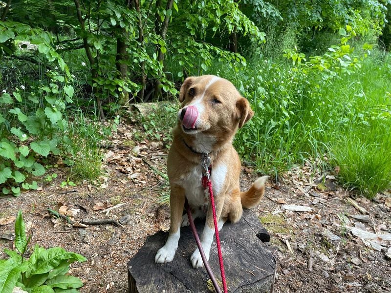 ♥SOPHIE♥ auf Pflegestelle bei Duisburg - zuckersüße, verschmuste, unkomplizierte Hündin 37 cm