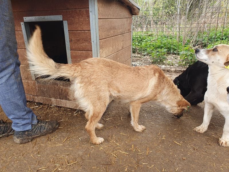♥TAMARA♥ ganz liebe, zutrauliche, kleine Junghündin, die ganz neu im Tierheim gelandet ist 41 cm