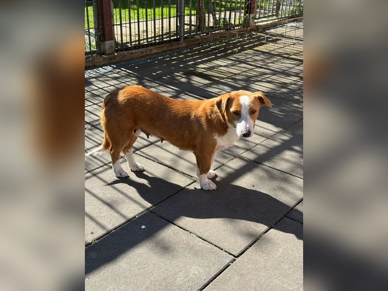 ♥DOLLY♥ neu auf Pflegest bei Duisburg - süße, ganz liebe, anfangs noch vorsichtige Hündin 36 cm