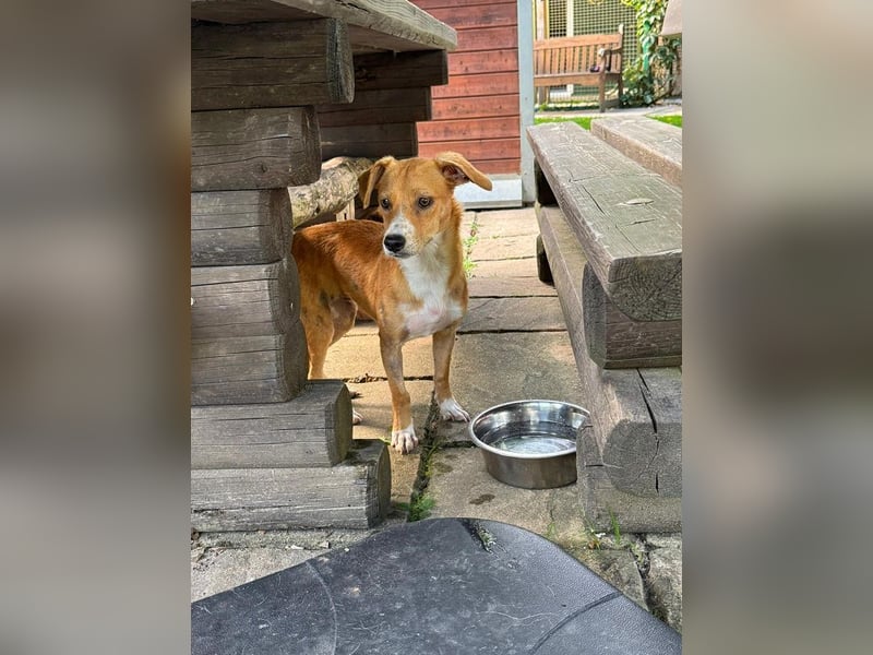 ♥MILA♥ auf Pflegestelle bei Köln-bildhübsche, verspielte, anfangs noch vorsichtige sanfte Seele 32cm