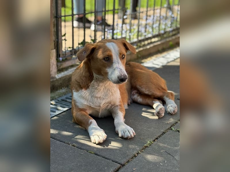 ♥DOLLY♥ neu auf Pflegest bei Duisburg - süße, ganz liebe, anfangs noch vorsichtige Hündin 36 cm