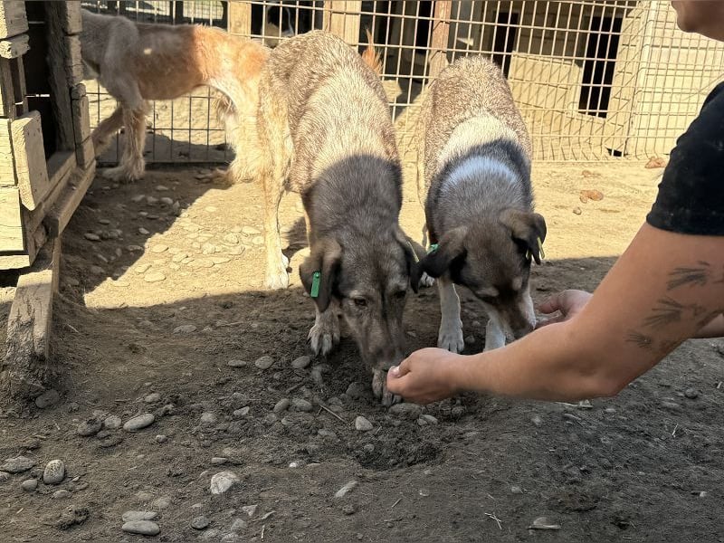 ♥ALWA♥ besondere, vom Tierheim sehr gestresste Hündin mit wunderschönem cappuccinofarbenen Fell 53cm