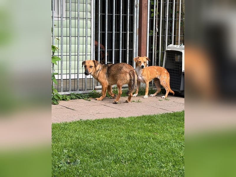 ♥MILA♥ auf Pflegestelle bei Köln-bildhübsche, verspielte, anfangs noch vorsichtige sanfte Seele 32cm