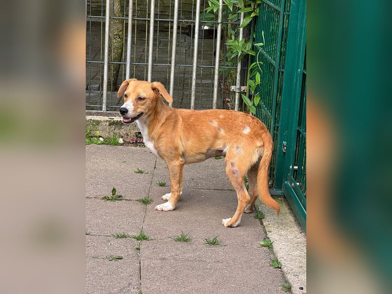 ♥MILA♥ auf Pflegestelle bei Köln-bildhübsche, verspielte, anfangs noch vorsichtige sanfte Seele 32cm