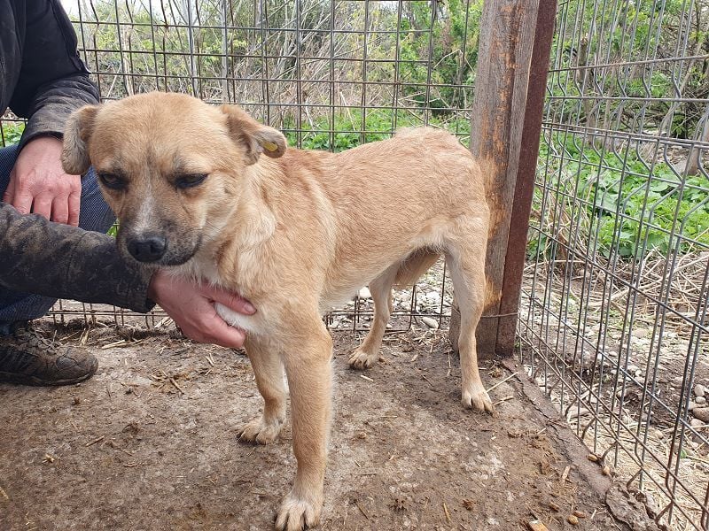 ♥TAMARA♥ ganz liebe, zutrauliche, kleine Junghündin, die ganz neu im Tierheim gelandet ist 41 cm
