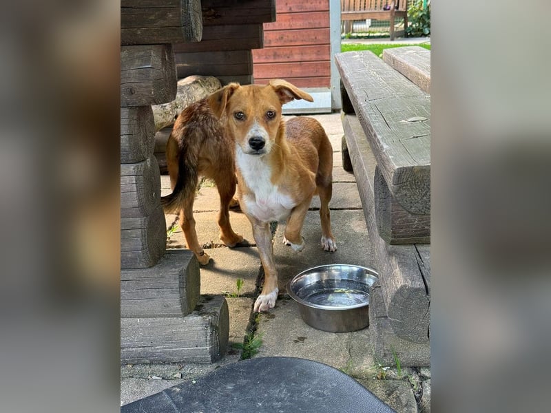 ♥MILA♥ auf Pflegestelle bei Köln-bildhübsche, verspielte, anfangs noch vorsichtige sanfte Seele 32cm
